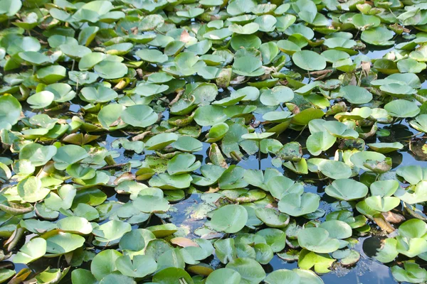 Stock image Tree water