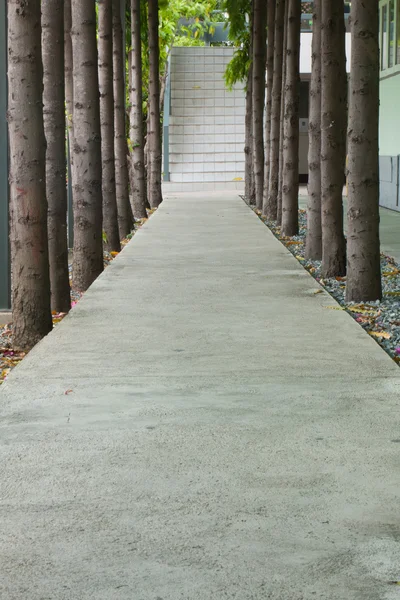 Sidewalk albero centrale — Foto Stock