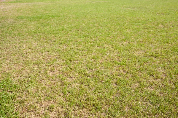 Grass in yard — Stock Photo, Image