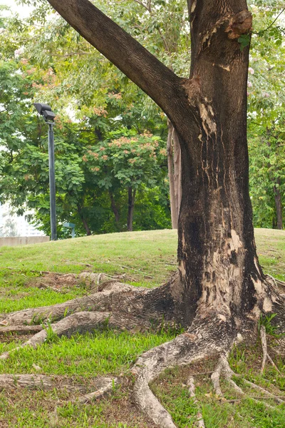 Bahçesinde ağacı — Stok fotoğraf