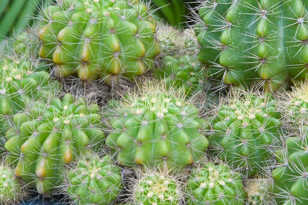 stock image Cactus