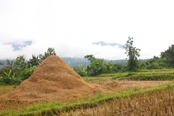 Veld rijst — Stockfoto