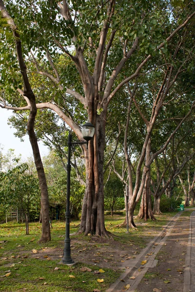 Δέντρο στο πάρκο — Φωτογραφία Αρχείου