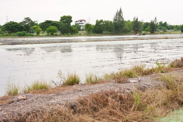 Water in de rijst veld — Stockfoto