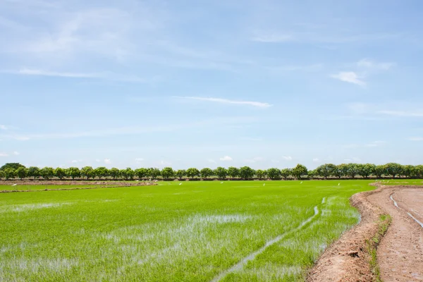 Rýžové pole v Thajsku — Stock fotografie