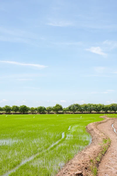 Rijstveld in Thailand — Stockfoto
