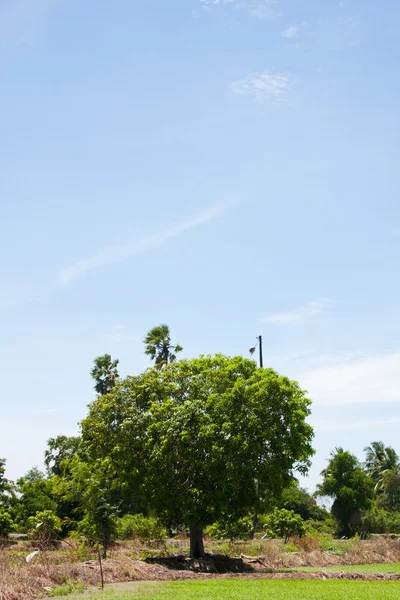 Дерево и небо — стоковое фото
