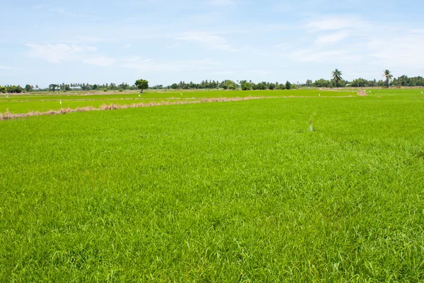 Tayland 'daki pirinç tarlası — Stok fotoğraf