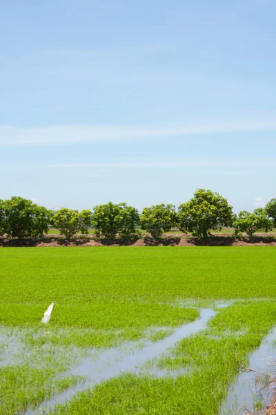 Árbol y arroz de campo —  Fotos de Stock