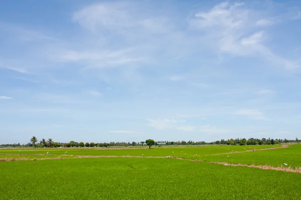 Campo de arroz na Tailândia — Fotografia de Stock