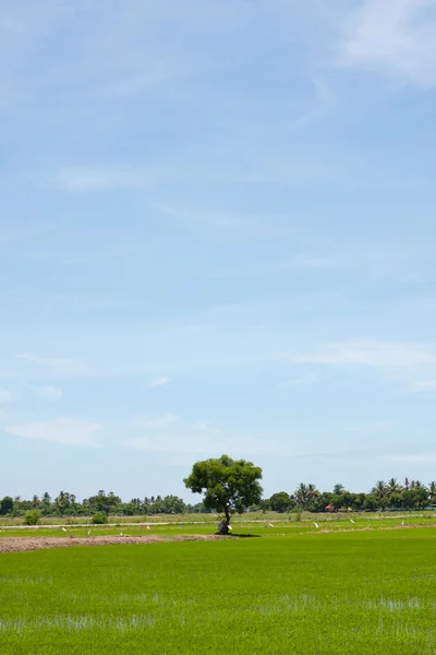 Fa, és a mező rizs — Stock Fotó