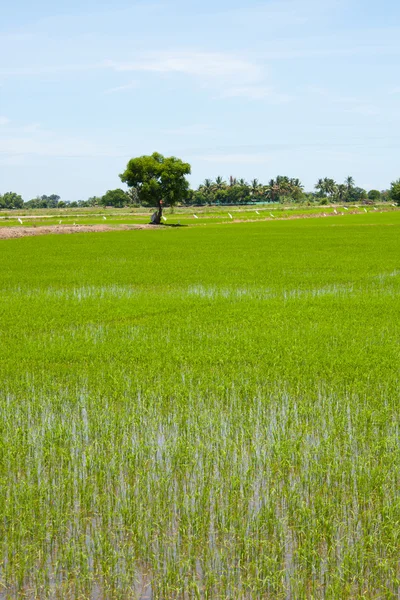 Árbol y arroz de campo —  Fotos de Stock