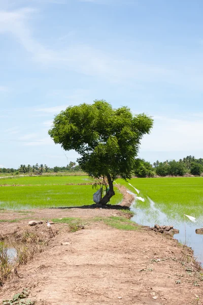 Δέντρο και το ρύζι πεδίο — Φωτογραφία Αρχείου