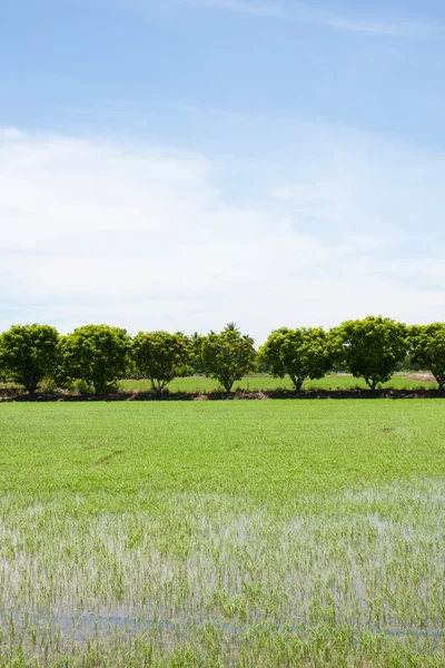 Дерево и полевой рис — стоковое фото