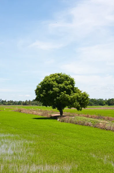 Drzewo i pola ryżowe — Zdjęcie stockowe