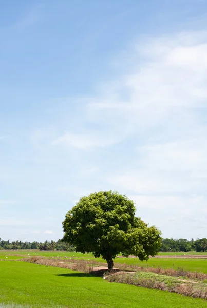 Дерево и полевой рис — стоковое фото