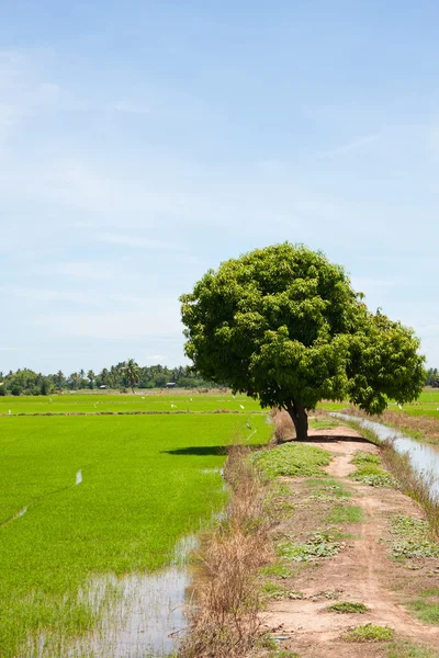 Träd och fältet ris — Stockfoto