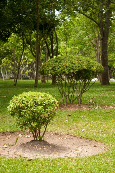 Árbol en el patio — Foto de Stock