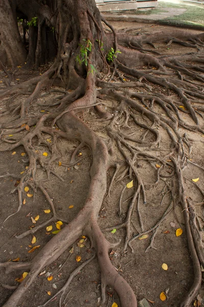 Δέντρο ρίζας — Φωτογραφία Αρχείου