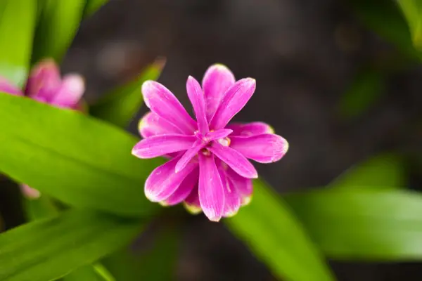 De bloem in park — Stockfoto