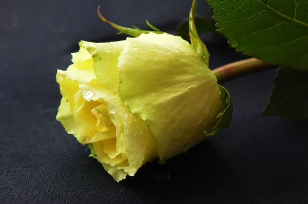 Желтая роза на черной ткани — стоковое фото