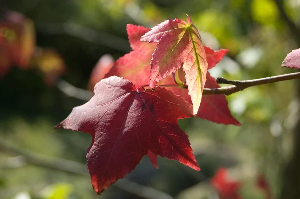 Листья красного клена — стоковое фото