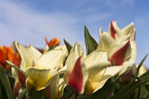 Red yellow tulips — Stock Photo, Image