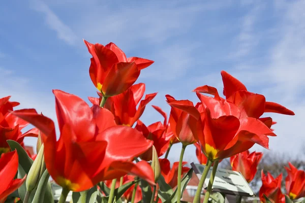 Røde tulipaner - Stock-foto