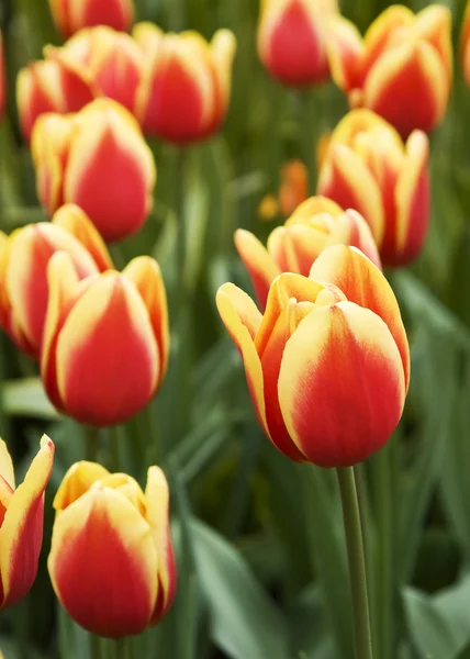 Tulipani gialli rossi — Foto Stock