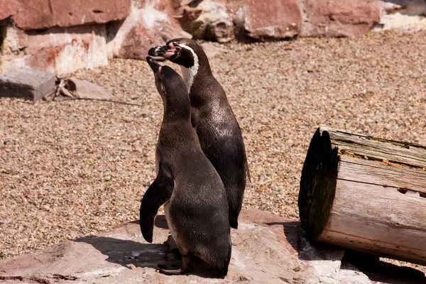 Zwei Pinguine — Stock Photo, Image