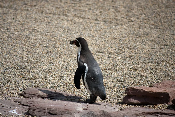 Pinguin auf Wanderschaft — Stock fotografie