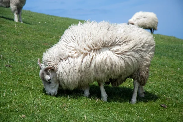Schafe v Inland — Stock fotografie