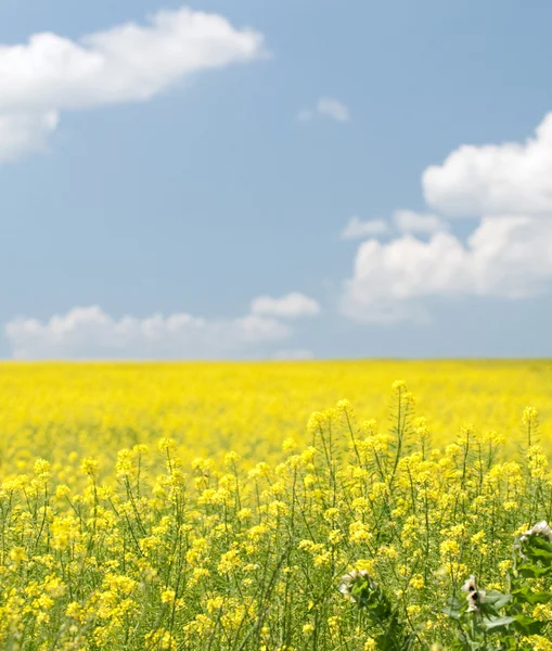 stock image Landscape with yellow flowers