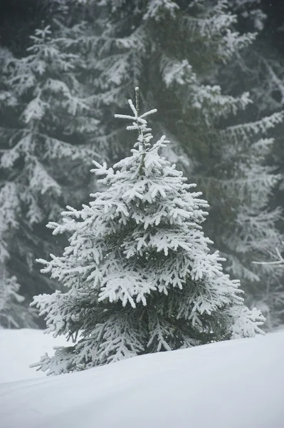 Stock image Snowy landscape