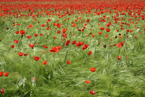 stock image Field of poppies