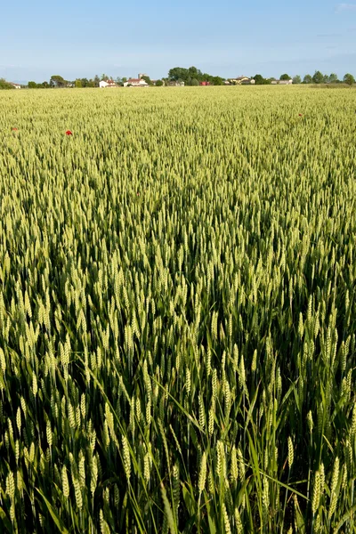 Зеленое ржаное поле — стоковое фото
