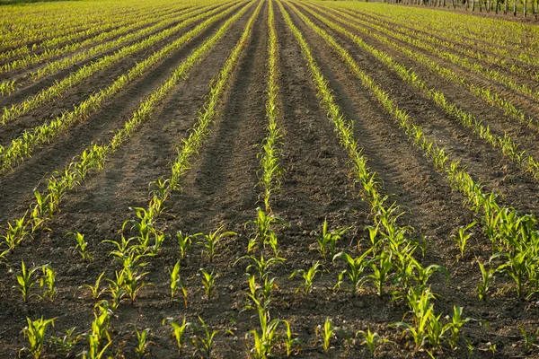 Maïs planten in het voorjaar van — Stockfoto