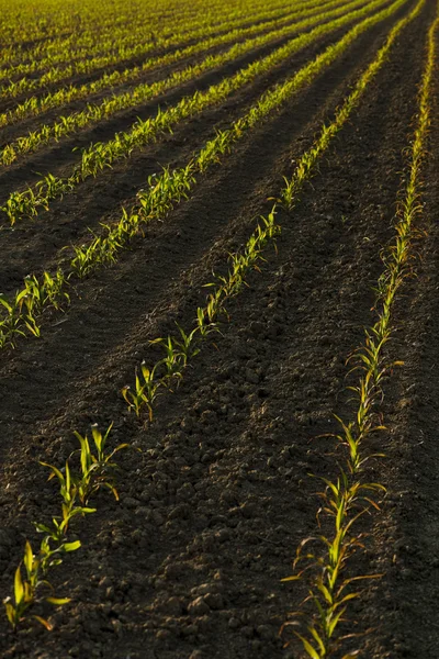 Maïs planten in het voorjaar van — Stockfoto
