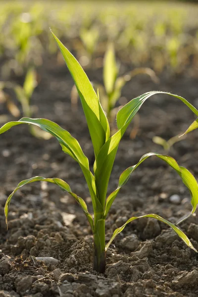 Jonge maïs plant — Stockfoto