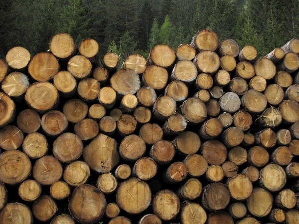 Stacked logs — Stock Photo, Image