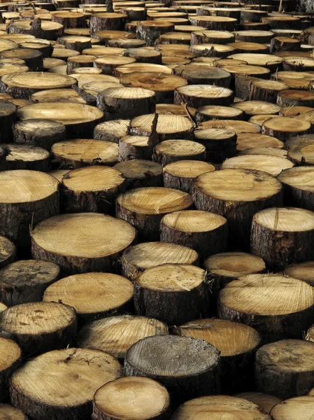 Stacked logs — Stock Photo, Image