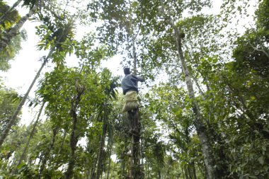 biber hasat, kerala, Hindistan