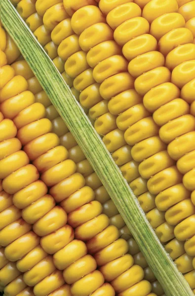 Corn of the cob — Stock Photo, Image