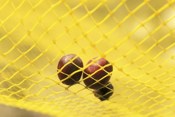 stock image Olives harvest