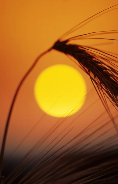 Силуэт пшеницы — стоковое фото