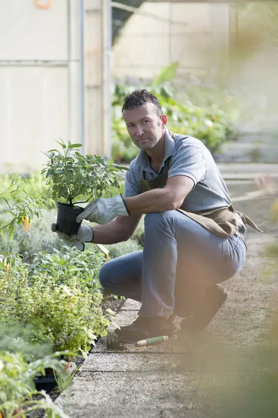 Trädgårdsmästare på jobbet — Stockfoto
