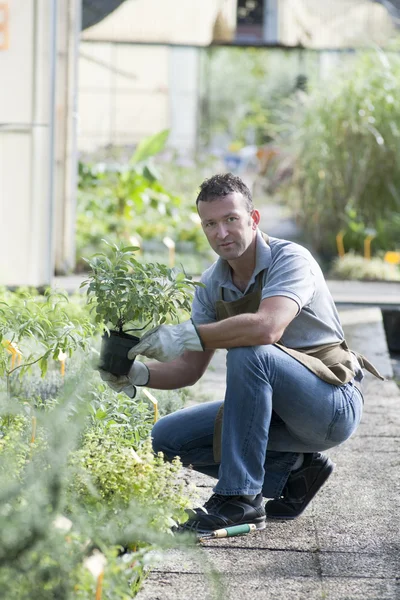Jardinero en el trabajo — Foto de Stock
