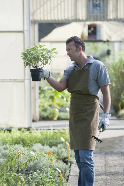 仕事で庭師 — ストック写真