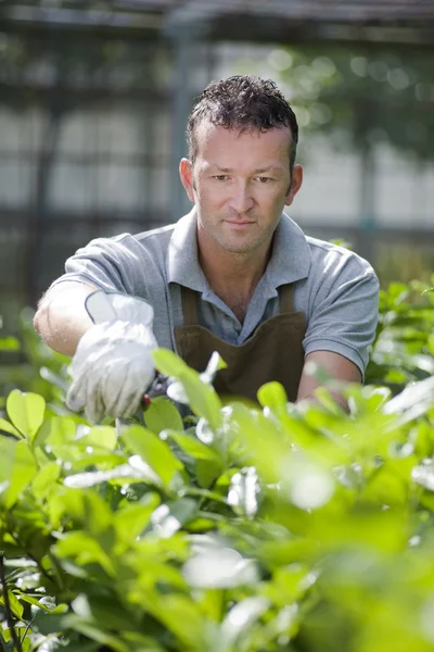 Bahçıvan iş başında — Stok fotoğraf