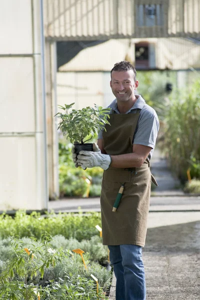 Gardener at work Stock Photo